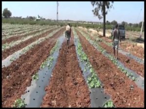 Water Management in Muskmelon