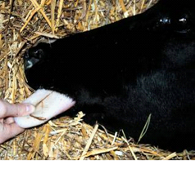 Botulism Disease in Cattle