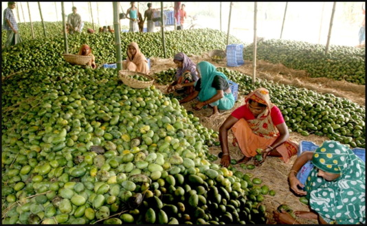 Post Harvest Management in Mango