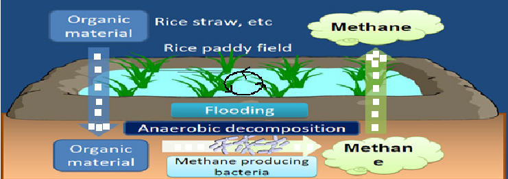 Reasons for Methane Emissions from Soil