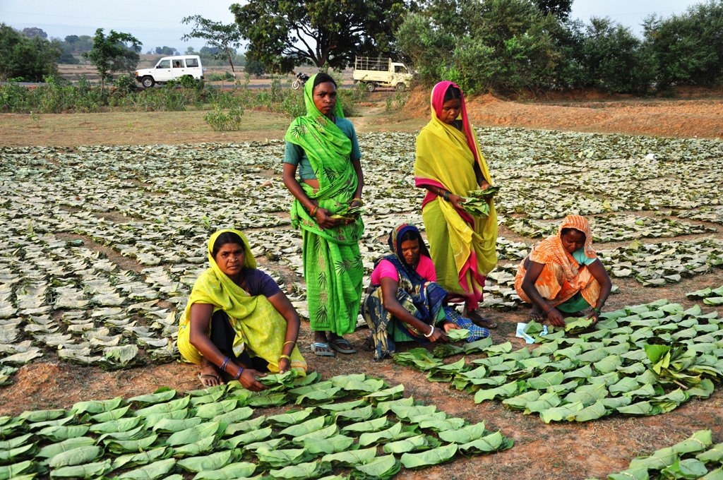 Beedi Leaves