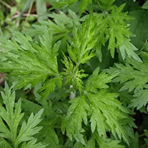 Davanam Cultivation