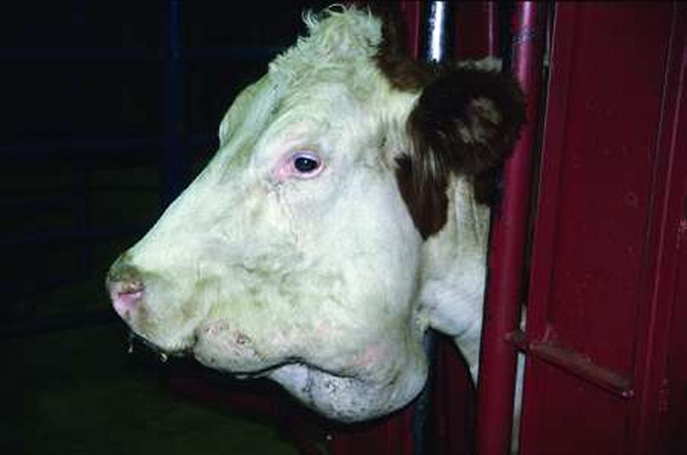 Actinomycosis Disease in Cows