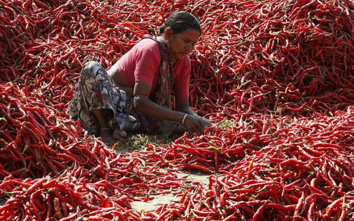 Analysis on Good Prices of Dried Chillies