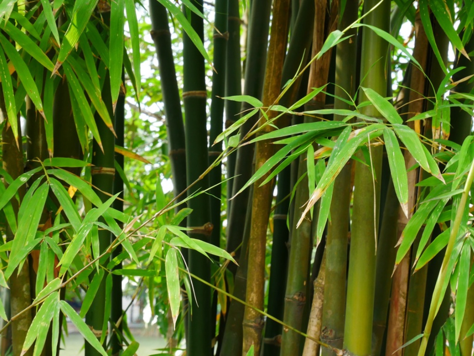 Bamboo Cultivation