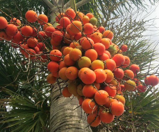 Betel Nut Farming