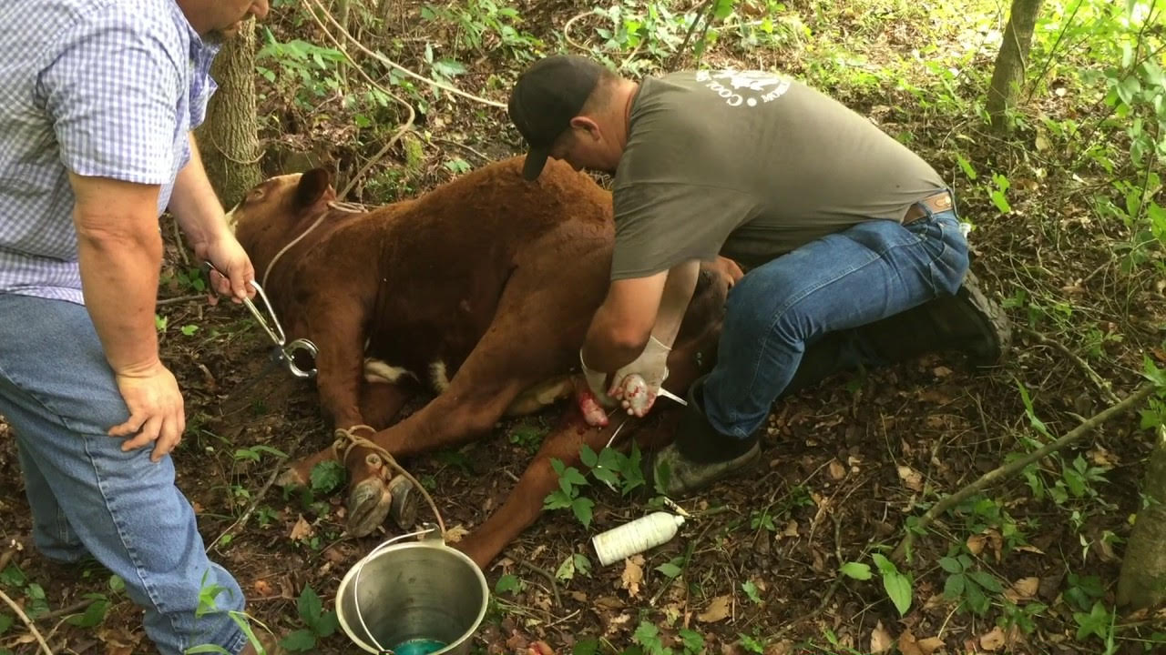 Castration in Bulls