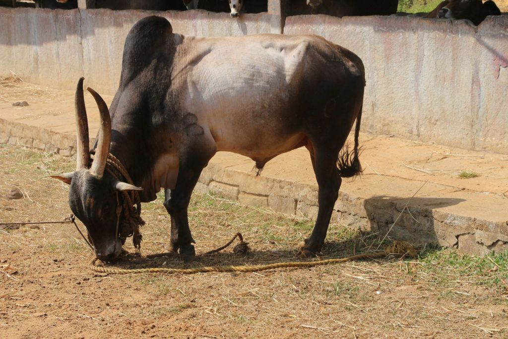 Characteristics of Domestic Cows