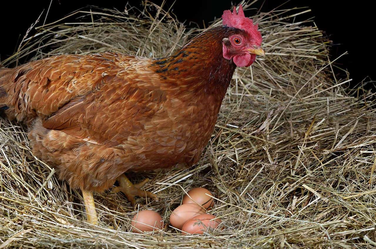 Chicken Breeds for Meat and Eggs