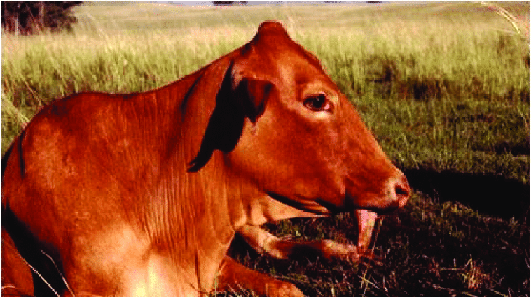 Botulism Disease in Cattle