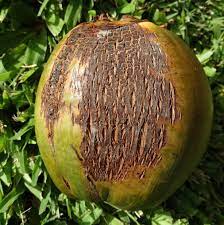 Coconut Nut Rot Disease