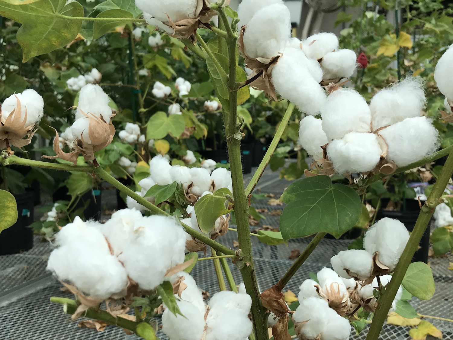 Cotton Flower Dropping