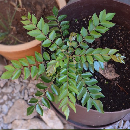 Curry Leaves