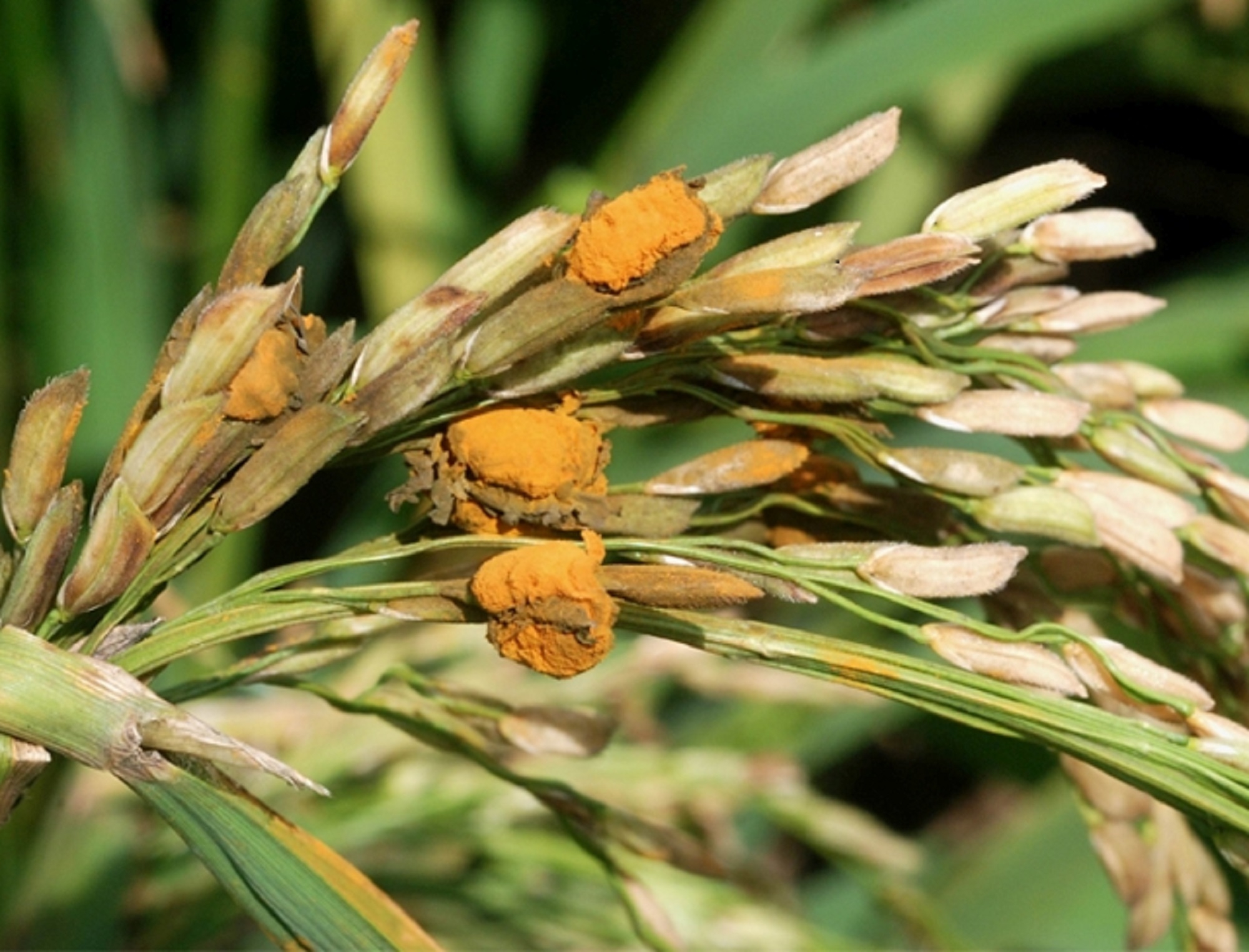 Disease Management in Paddy