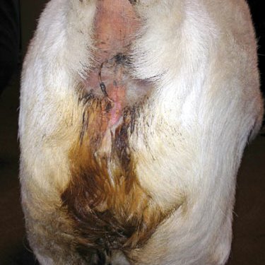 Enterotoxemia Disease in Cattle