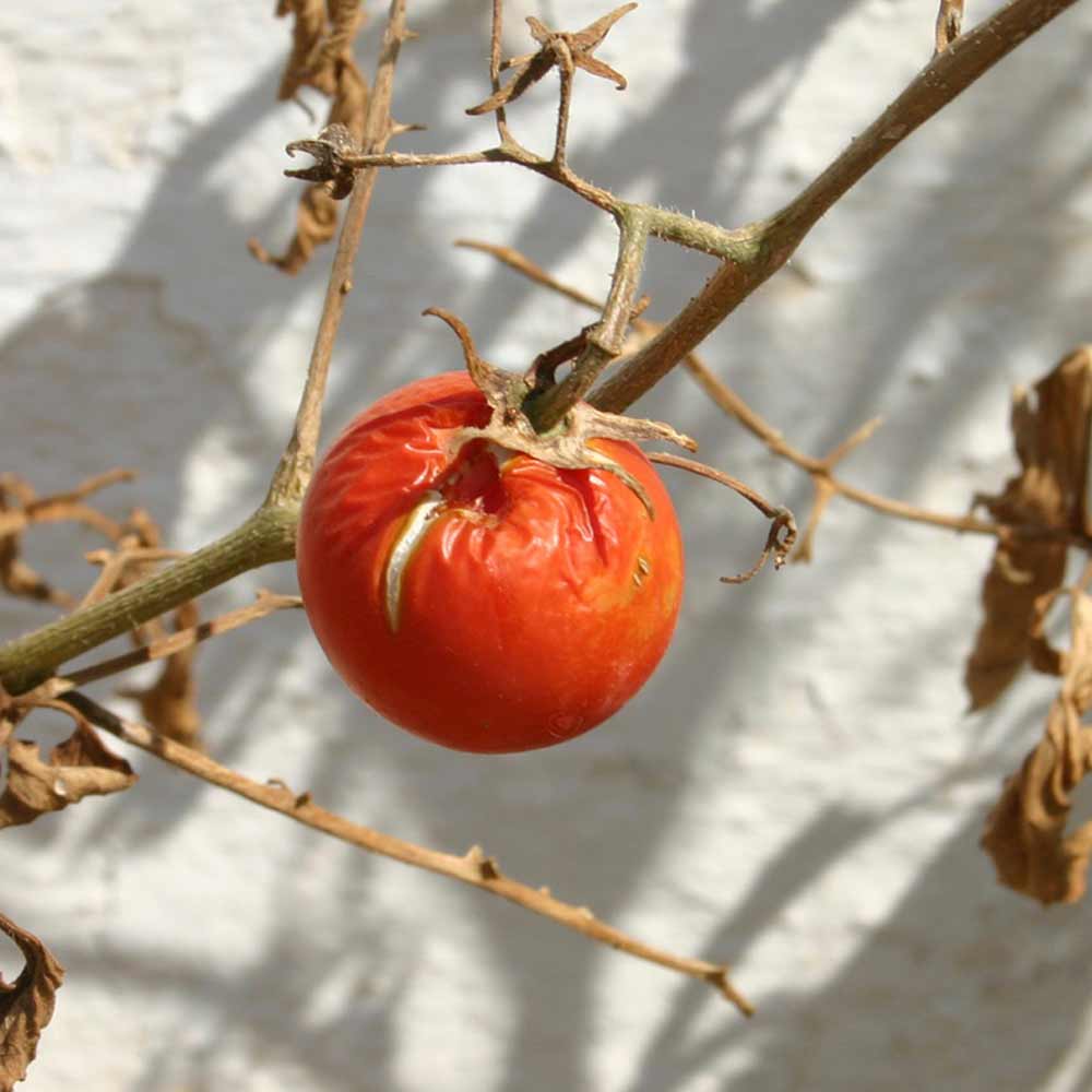 Fusarium Wilt in Tomato