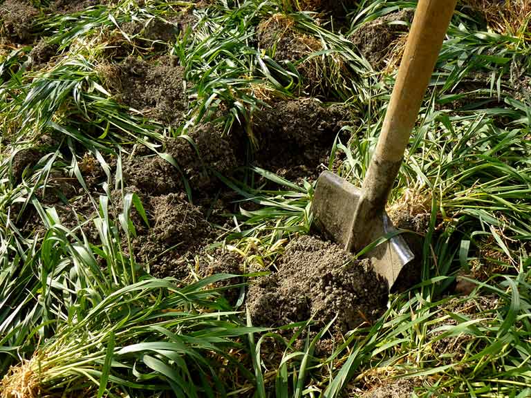 Green Manure Cultivation