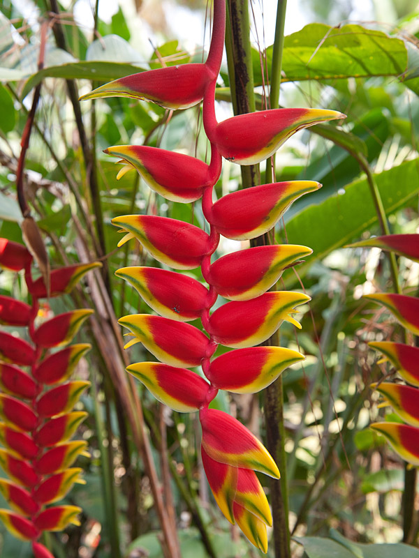 Heliconia Crop