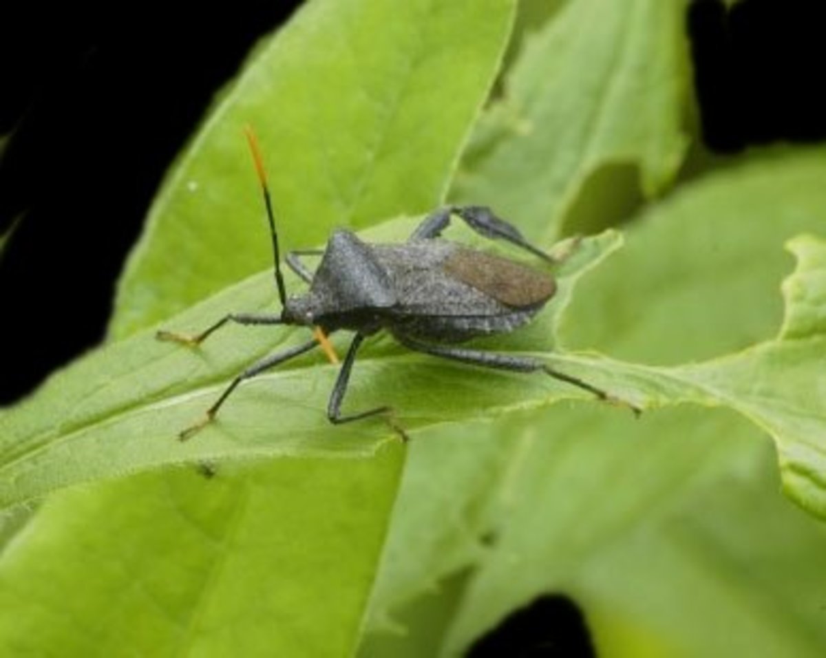 Insect Pests in Leafy Greens