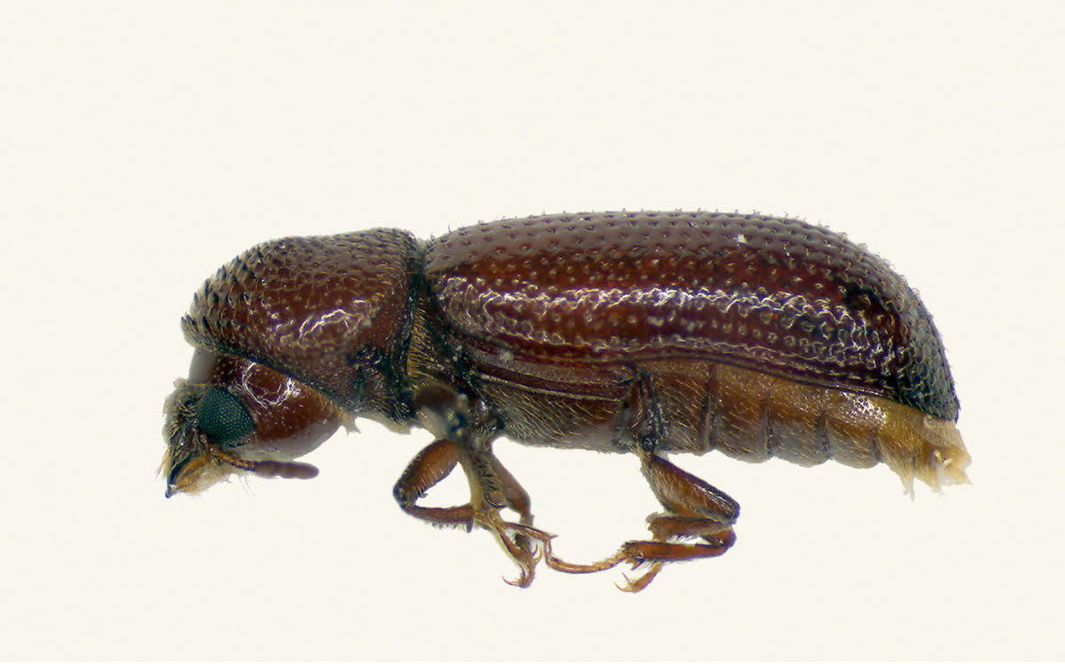 Insect Pests of Stored Grain