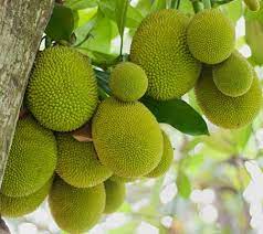 Jack Fruit