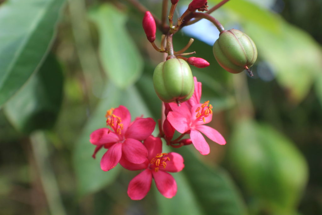 Nursery Management in Jatropha