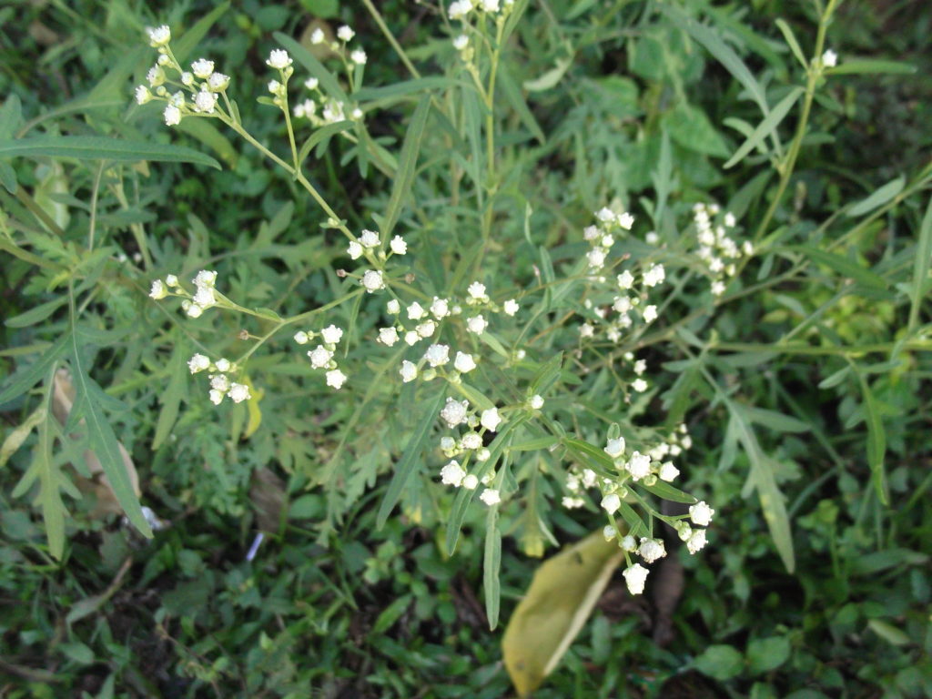 Parthenium