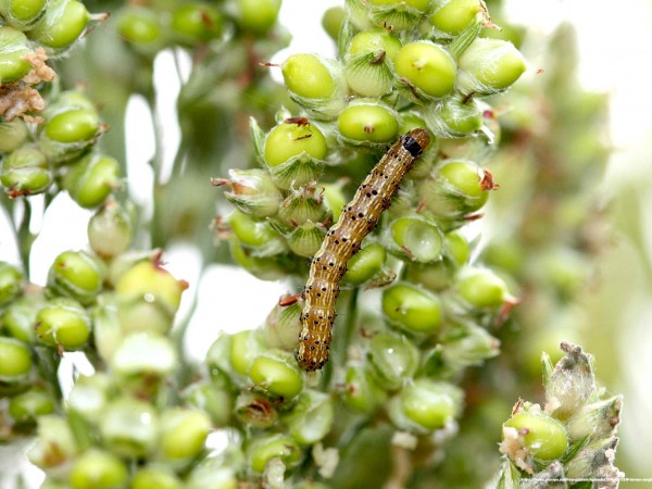 Pest Management in Sorghum