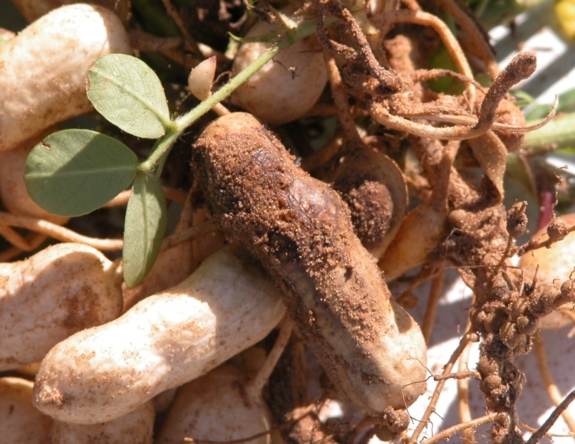 Pests and Diseases in Groundnut