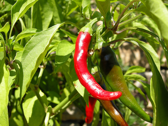 Phytophthora Blight in Chilli