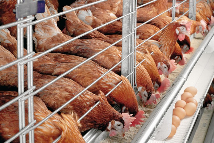 Poultry Feeding Methods