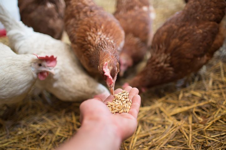 Poultry Feeding