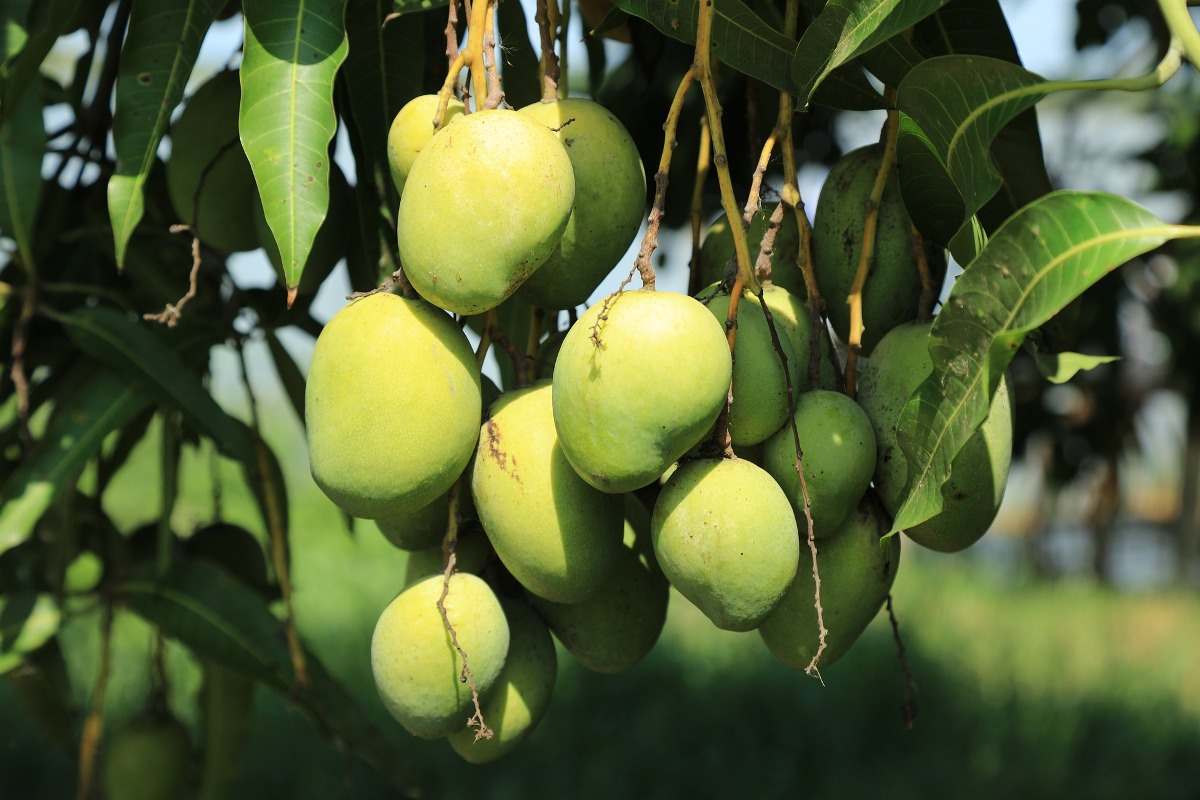 Precautions After Mango Planting