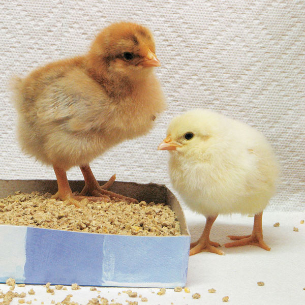 Precautions for Bringing Baby Chicks Home