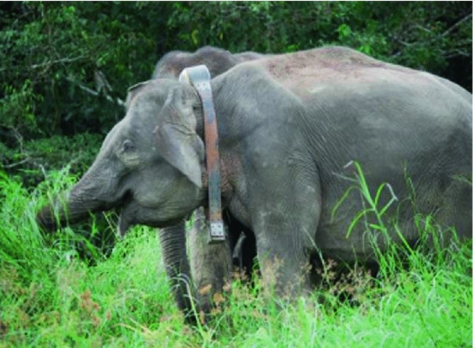 Protection of Agricultural Land from Elephant Attacks