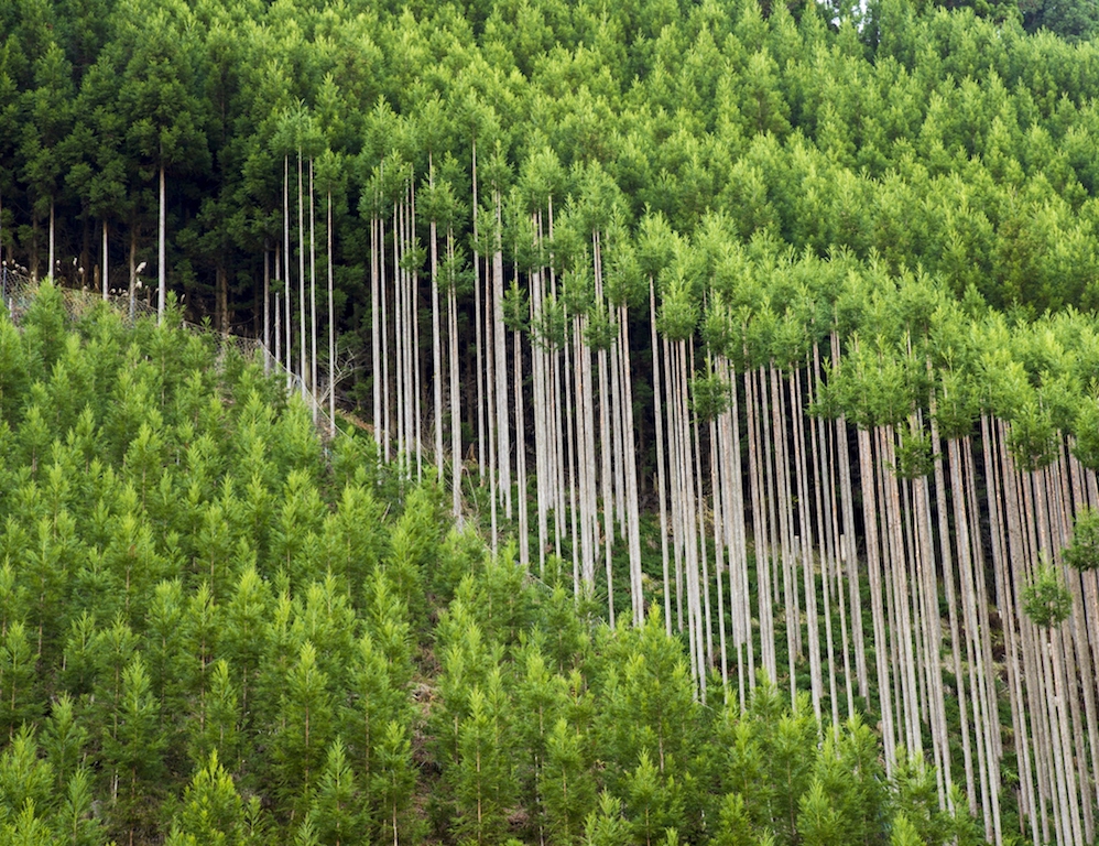 Protection of Forest Nursery