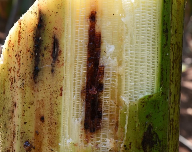 Rhizome Weevil in Banana