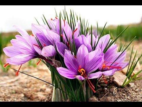 Saffron Flowers