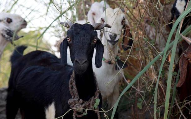 Smallpox in Goats