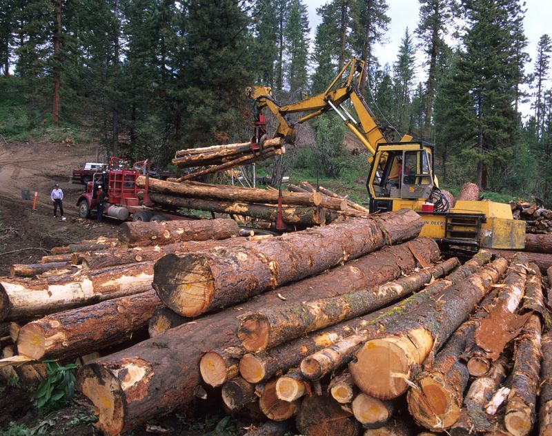 Timber Plantations