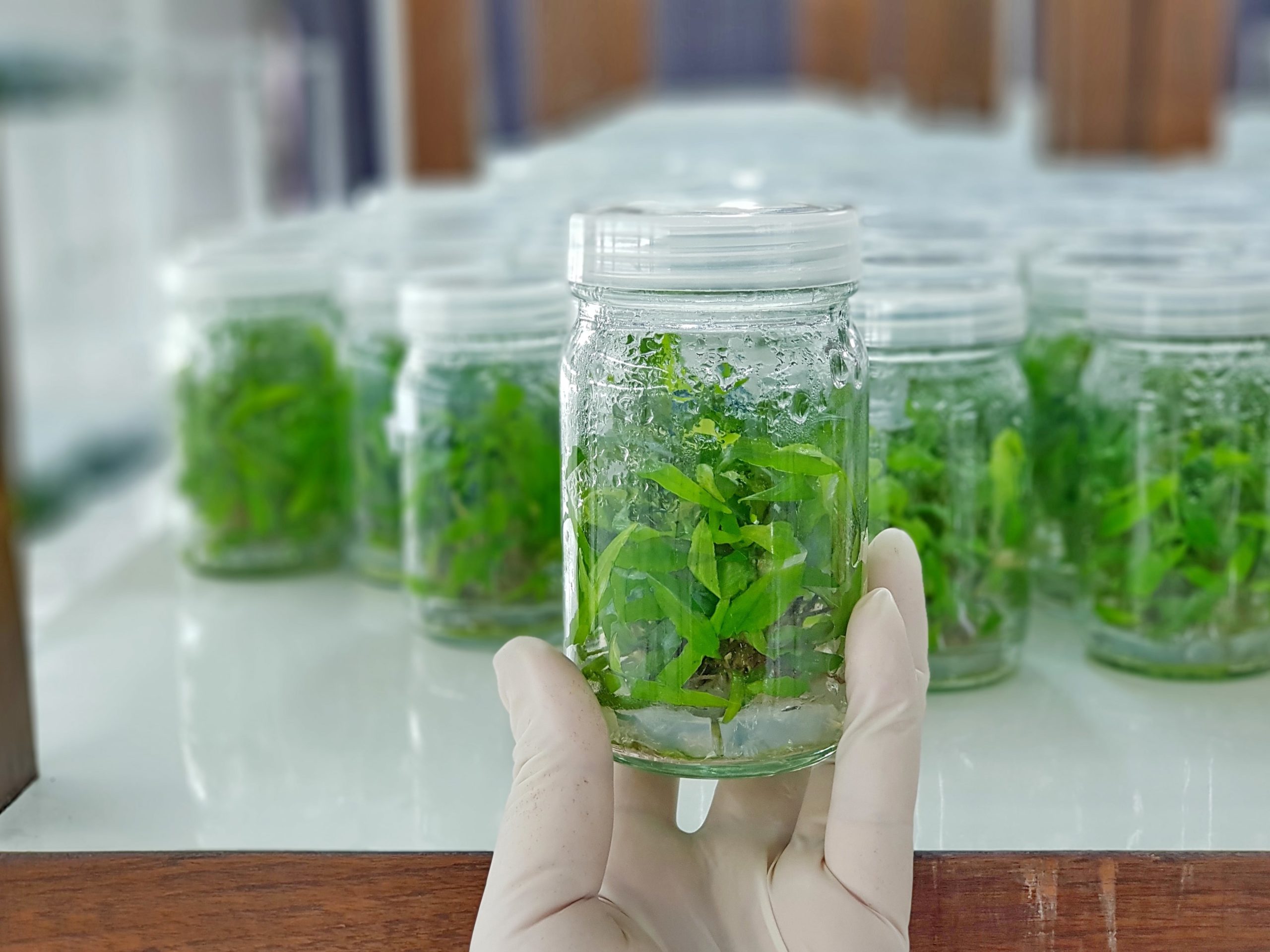 Tissue Culture