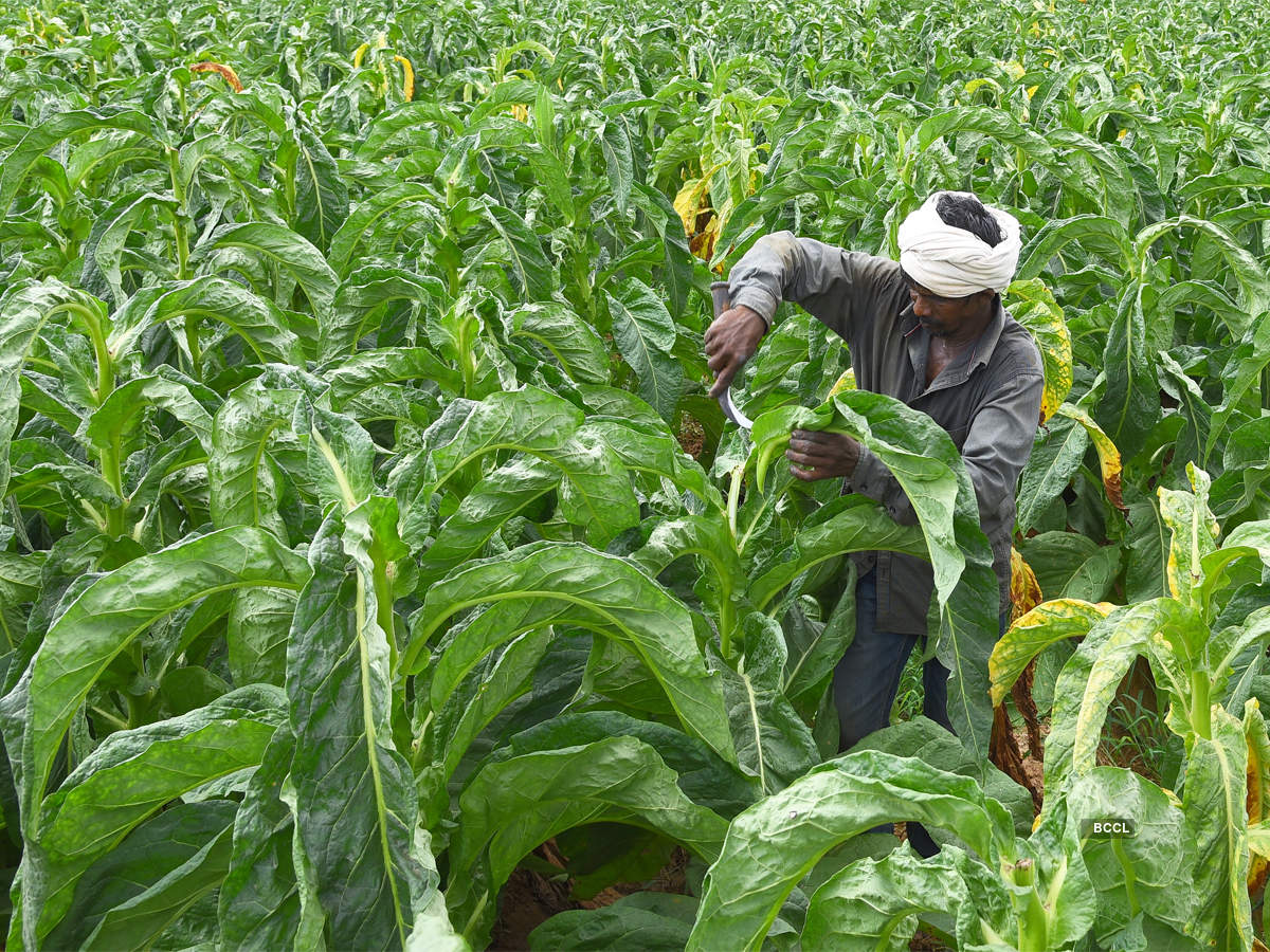 Tobacco Cultivation Techniques