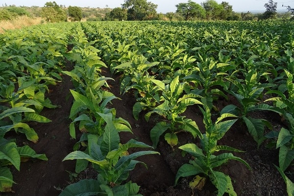 Water Management in Tobacco