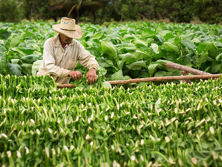 Tobacco Harvesting Techniques