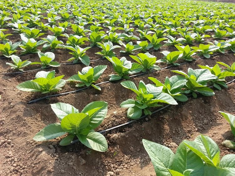 Nutrient Management in Tobacco