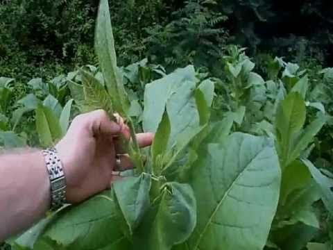 Topping and De-suckering in Tobacco