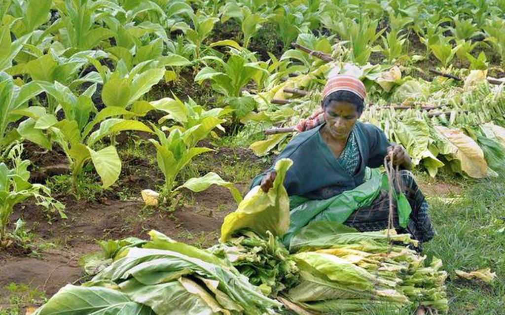 Tovacco Cultivation