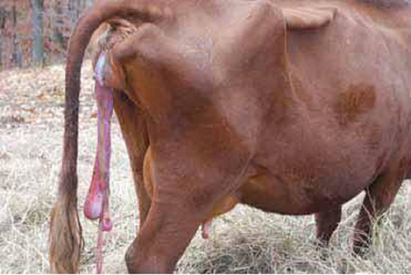 Vibriosis Disease in Cows