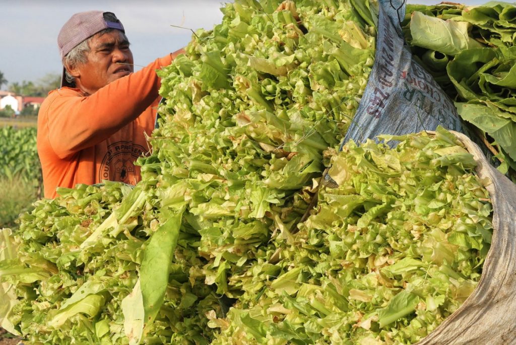 Weed Management in Tobacco