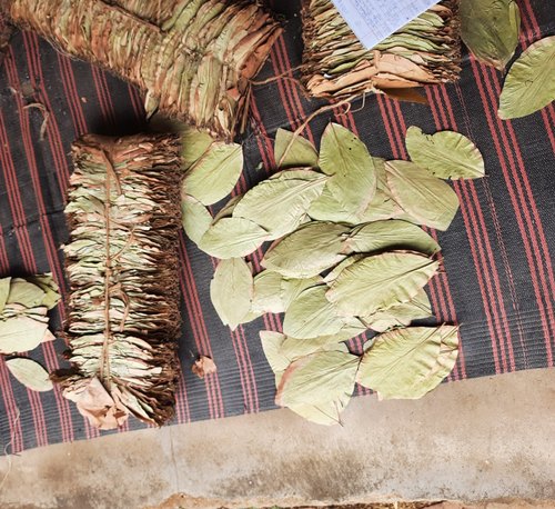 Beedi Leaves